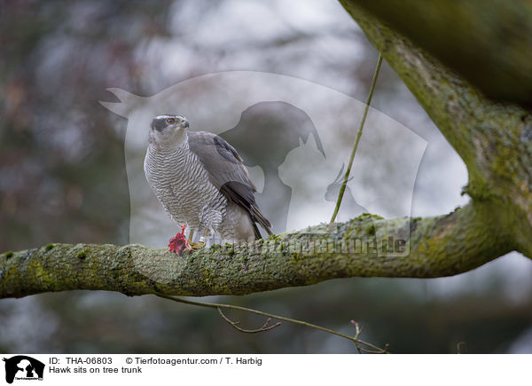 Hawk sits on tree trunk / THA-06803