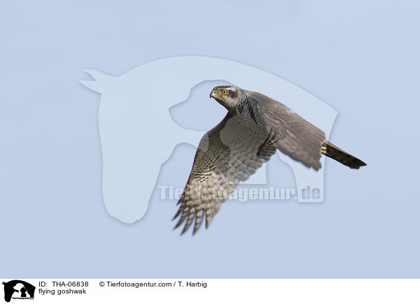 flying goshwak / THA-06838