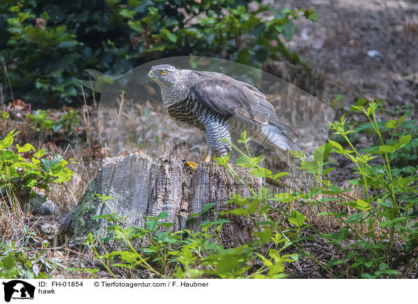 hawk / FH-01854