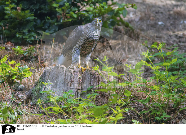 hawk / FH-01855