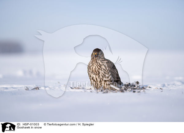 Habicht im Schnee / Goshawk in snow / HSP-01003