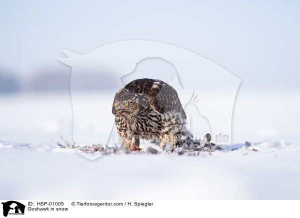 Habicht im Schnee / Goshawk in snow / HSP-01005