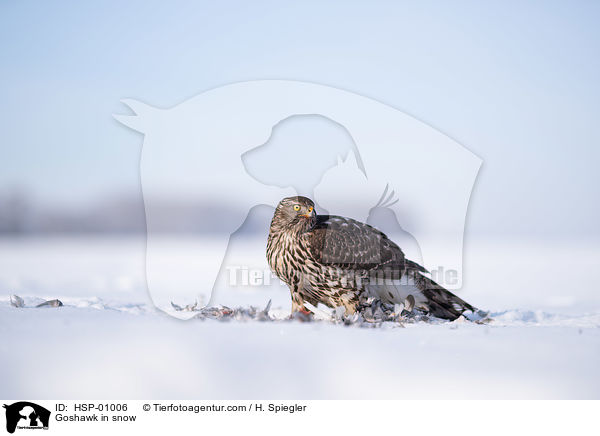 Habicht im Schnee / Goshawk in snow / HSP-01006