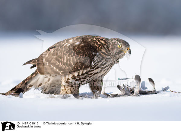 Habicht im Schnee / Goshawk in snow / HSP-01016