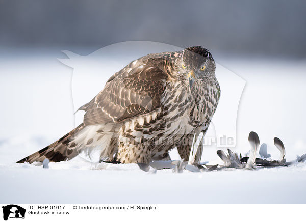 Habicht im Schnee / Goshawk in snow / HSP-01017