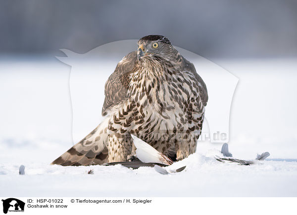 Habicht im Schnee / Goshawk in snow / HSP-01022