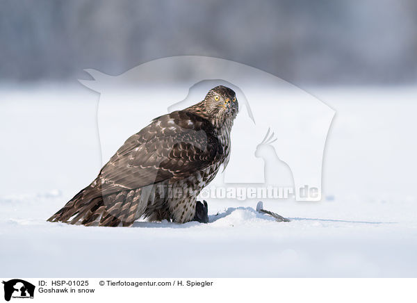 Habicht im Schnee / Goshawk in snow / HSP-01025