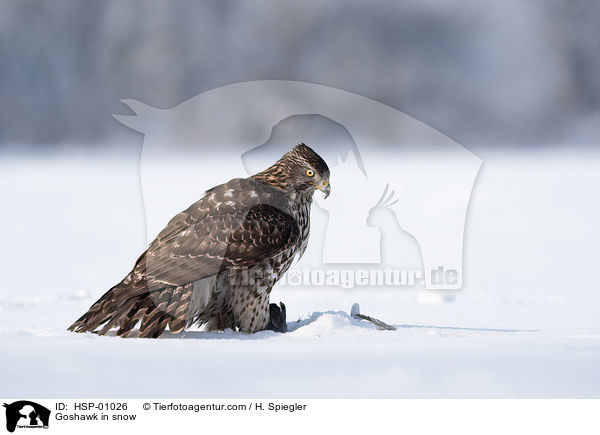 Habicht im Schnee / Goshawk in snow / HSP-01026
