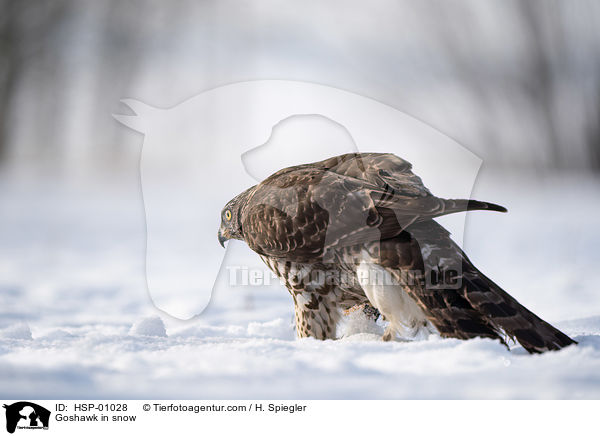 Habicht im Schnee / Goshawk in snow / HSP-01028