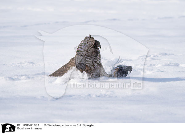 Habicht im Schnee / Goshawk in snow / HSP-01031