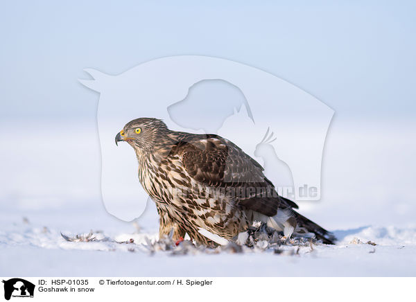 Habicht im Schnee / Goshawk in snow / HSP-01035