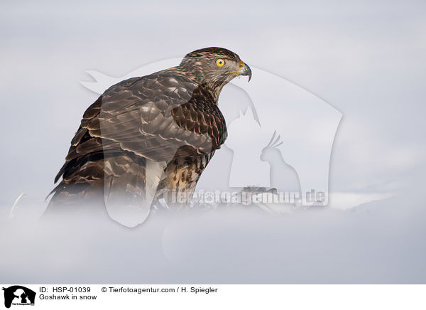 Habicht im Schnee / Goshawk in snow / HSP-01039