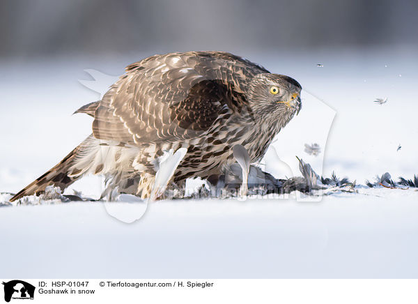 Habicht im Schnee / Goshawk in snow / HSP-01047
