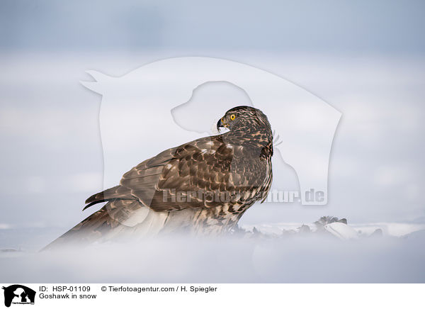 Habicht im Schnee / Goshawk in snow / HSP-01109