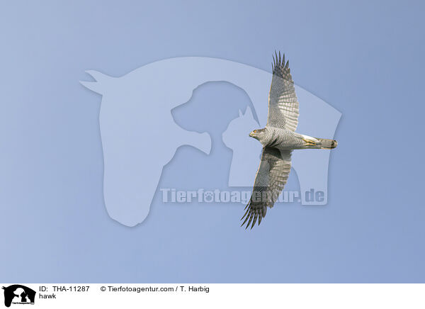 Habicht / hawk / THA-11287