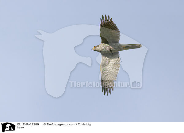 Habicht / hawk / THA-11289