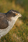 hawk portrait