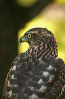 northern goshawk
