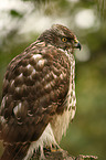 northern goshawk