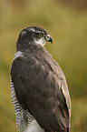 hawk