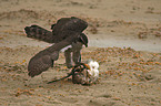 goshawk bring down rabbit
