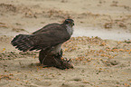 goshawk