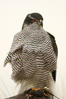 hawk