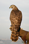 northern goshawk