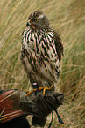 northern goshawk