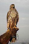 northern goshawk