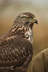 northern goshawk