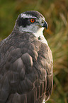 hawk