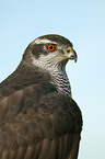 hawk