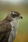 hawk