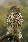 young hawk