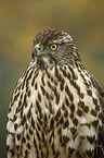 young hawk