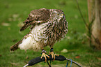 young hawk