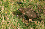 young hawk
