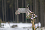 hawk