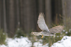 hawk