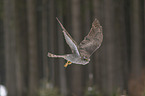 hawk