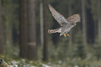 hawk