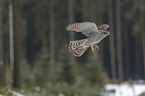 hawk