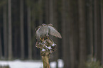 hawk