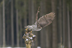 hawk