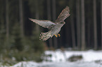 hawk