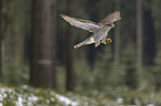hawk