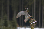 hawk