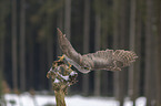 hawk