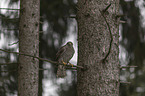 hawk
